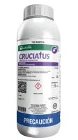 CRUCIATUS